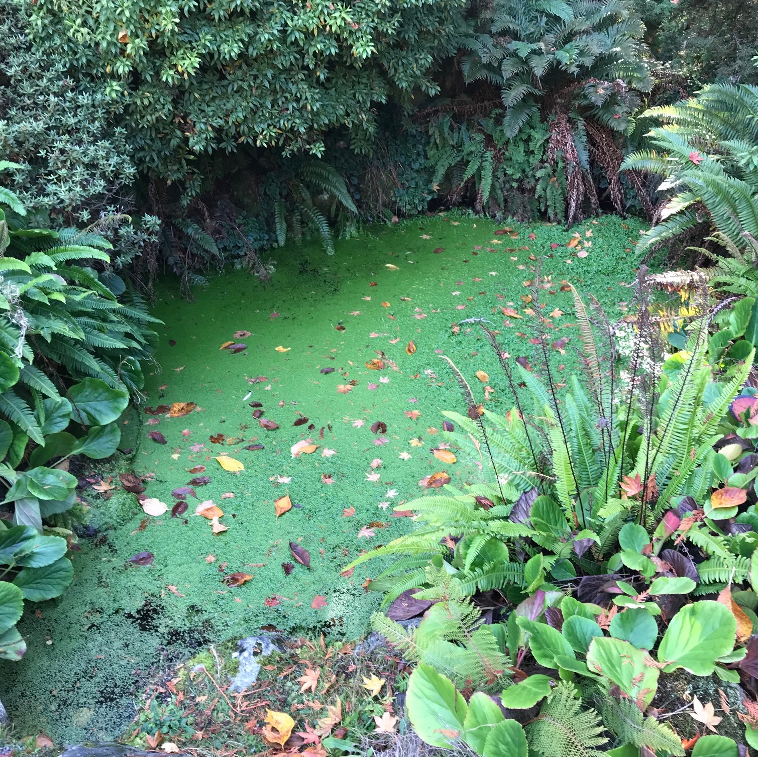 Duckweed,, the world's smallest plant, found in the Japanese Gardens at Royal Roads University