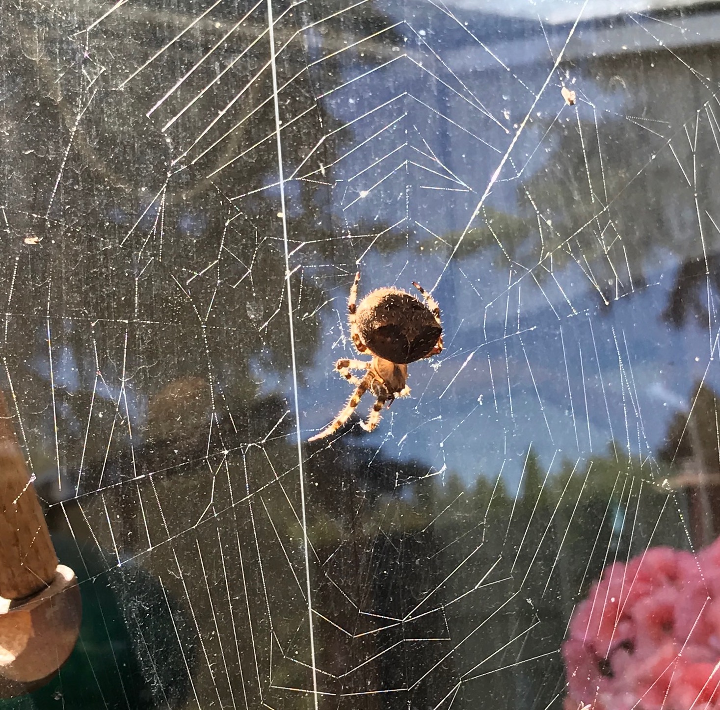A spider spinning her web